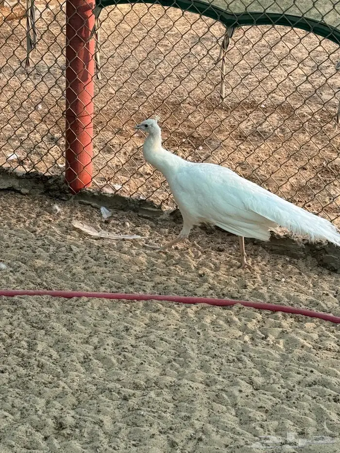 ذكور طاؤوس منتجه 0