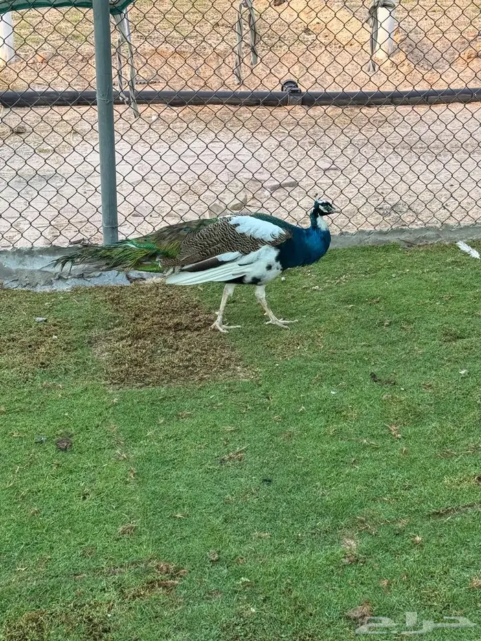 ذكور طاؤوس منتجه 2