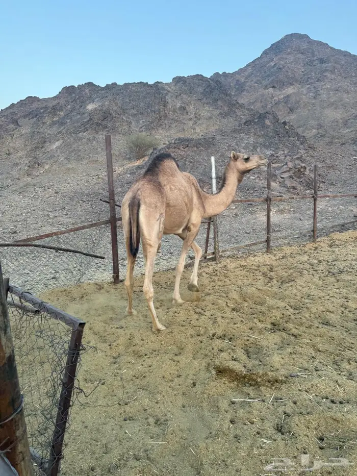 بكار طيبات و حيل (جذعه و ثنية و مفروده) 7