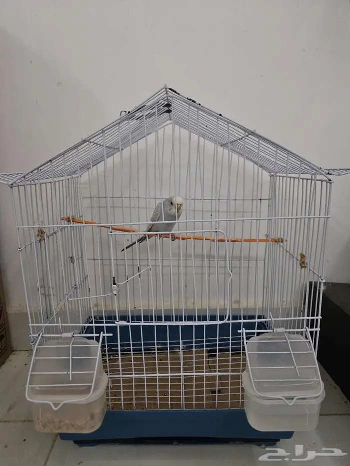 عصفور بادجي 1