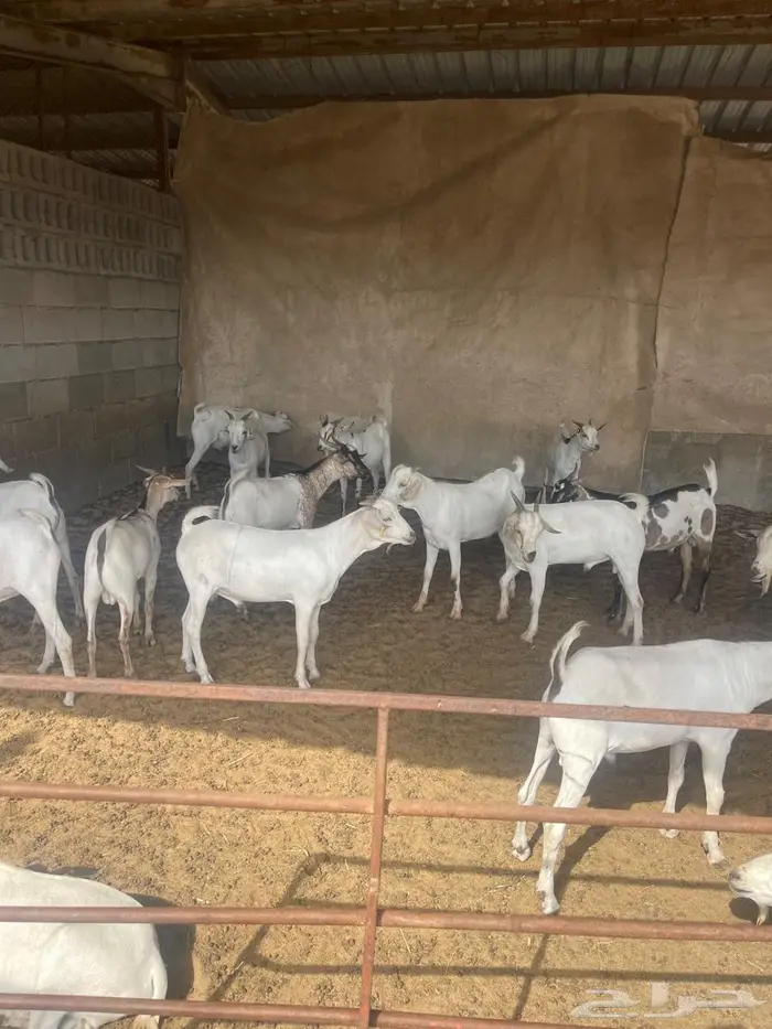 تيوس صوماليه ثنيان 0