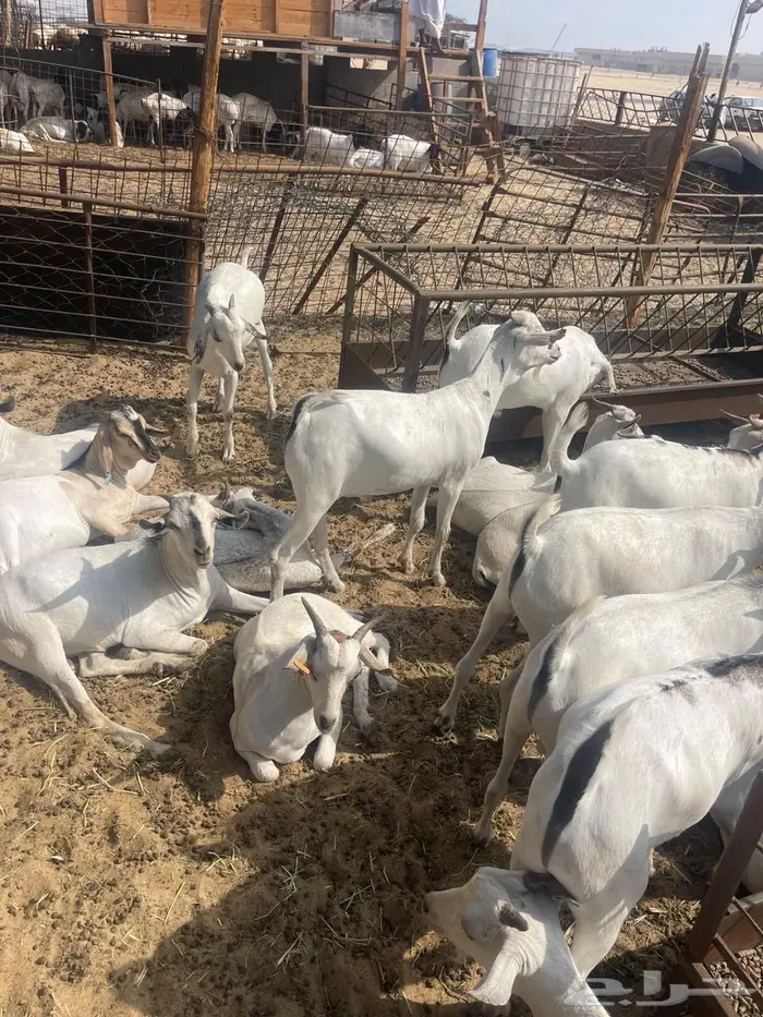 تيوس صوماليه ثنيان 1