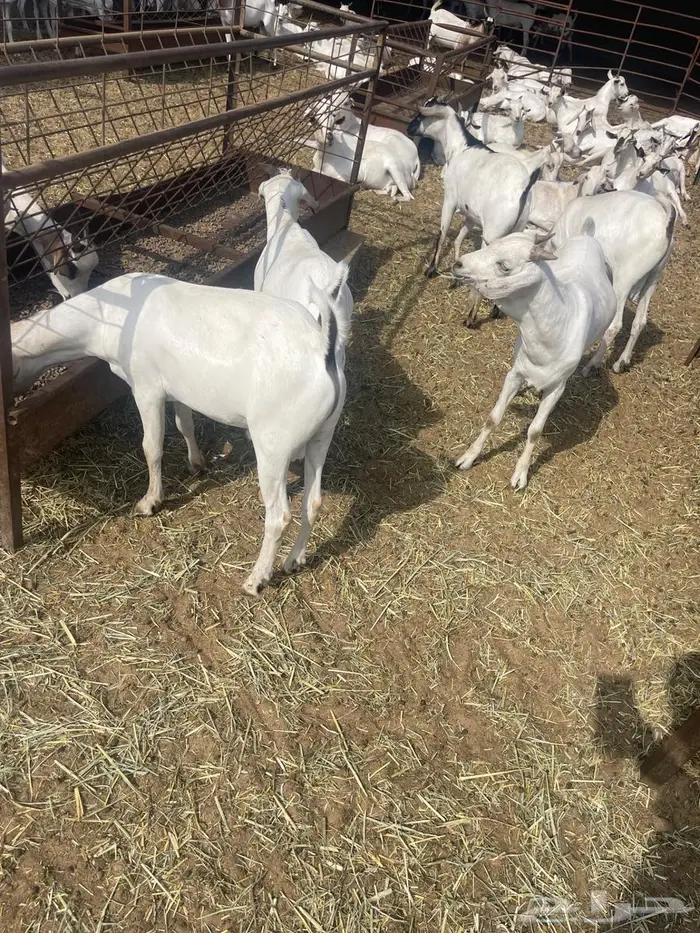 تيوس صوماليه ثنيان 2