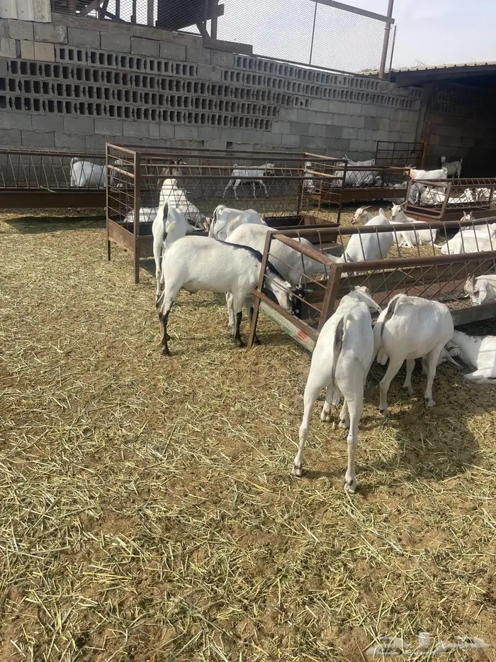 تيوس صوماليه ثنيان 3