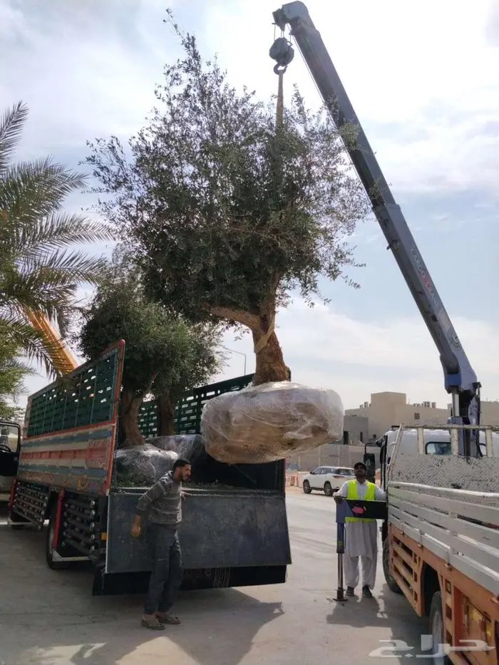 اشجار زيتون طبيعي ومثمرة اسعر خاصة للكميات 3