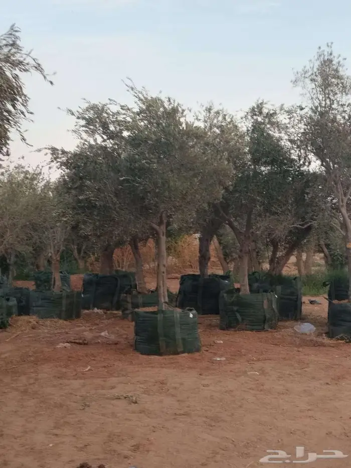 اشجار زيتون طبيعي ومثمرة اسعر خاصة للكميات 4