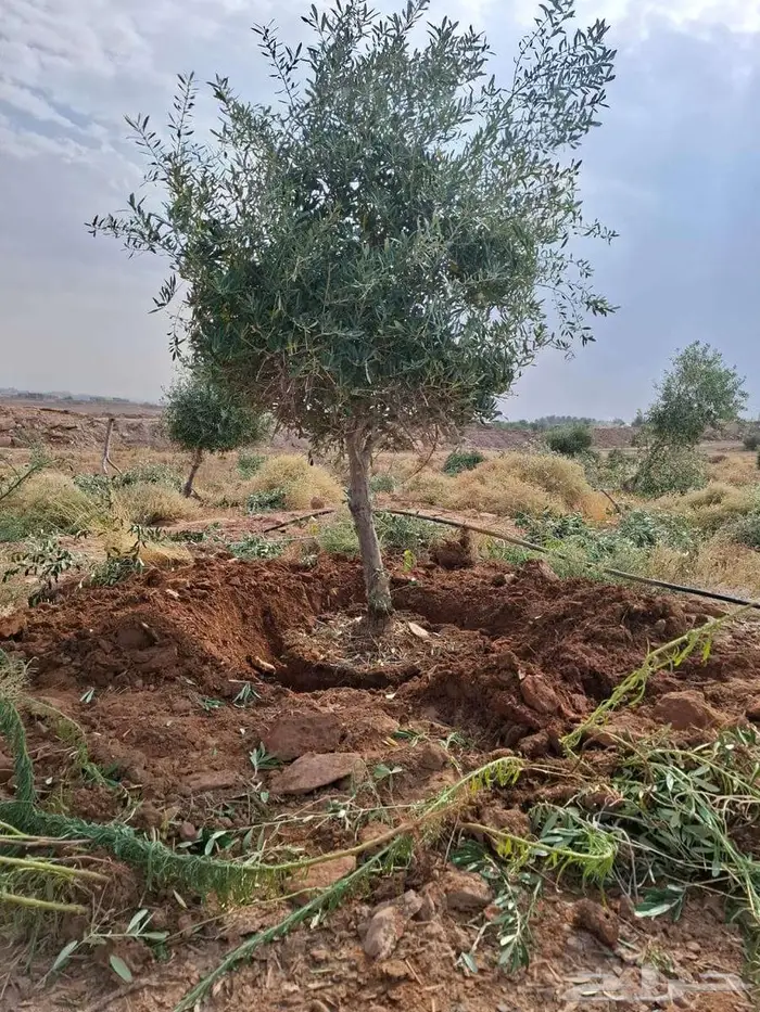 اشجار زيتون طبيعي ومثمرة اسعر خاصة للكميات 8