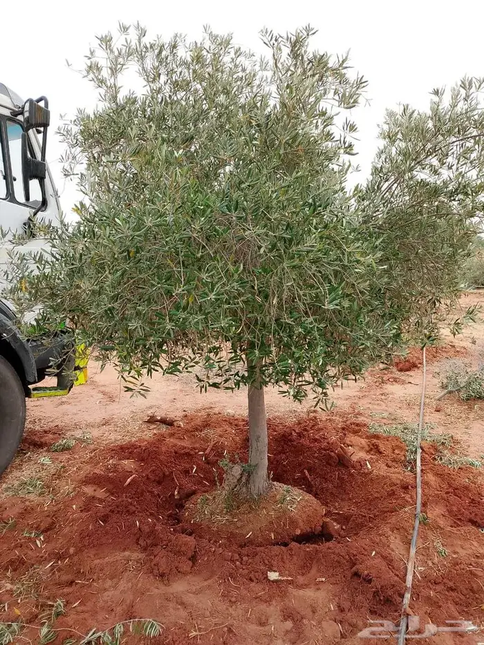 اشجار زيتون طبيعي ومثمرة اسعر خاصة للكميات 9