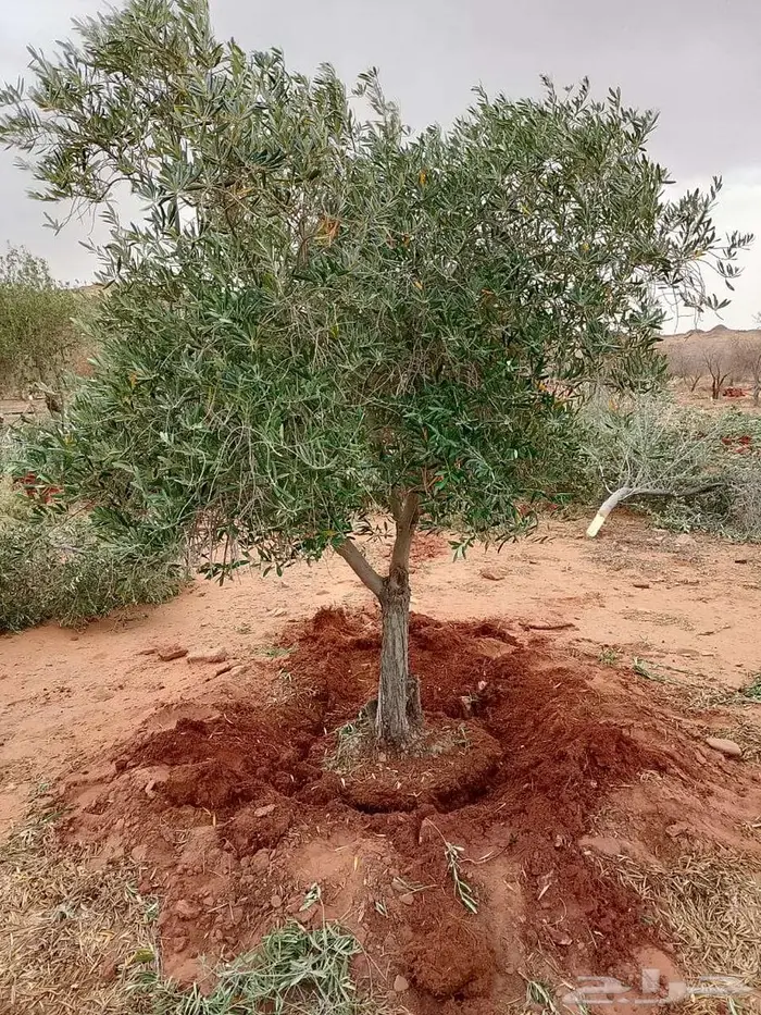 اشجار زيتون طبيعي ومثمرة اسعر خاصة للكميات 5