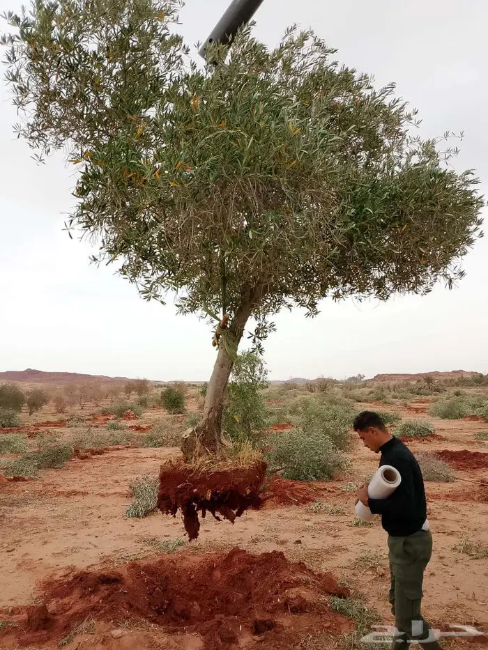 اشجار زيتون طبيعي ومثمرة اسعر خاصة للكميات 13