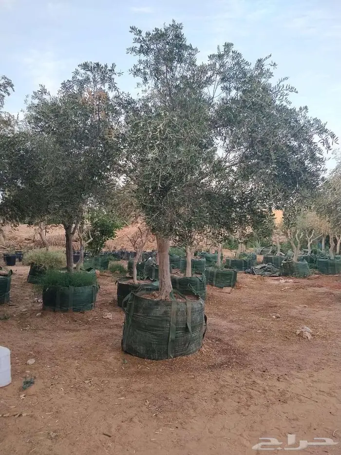 اشجار زيتون طبيعي ومثمرة اسعر خاصة للكميات 10