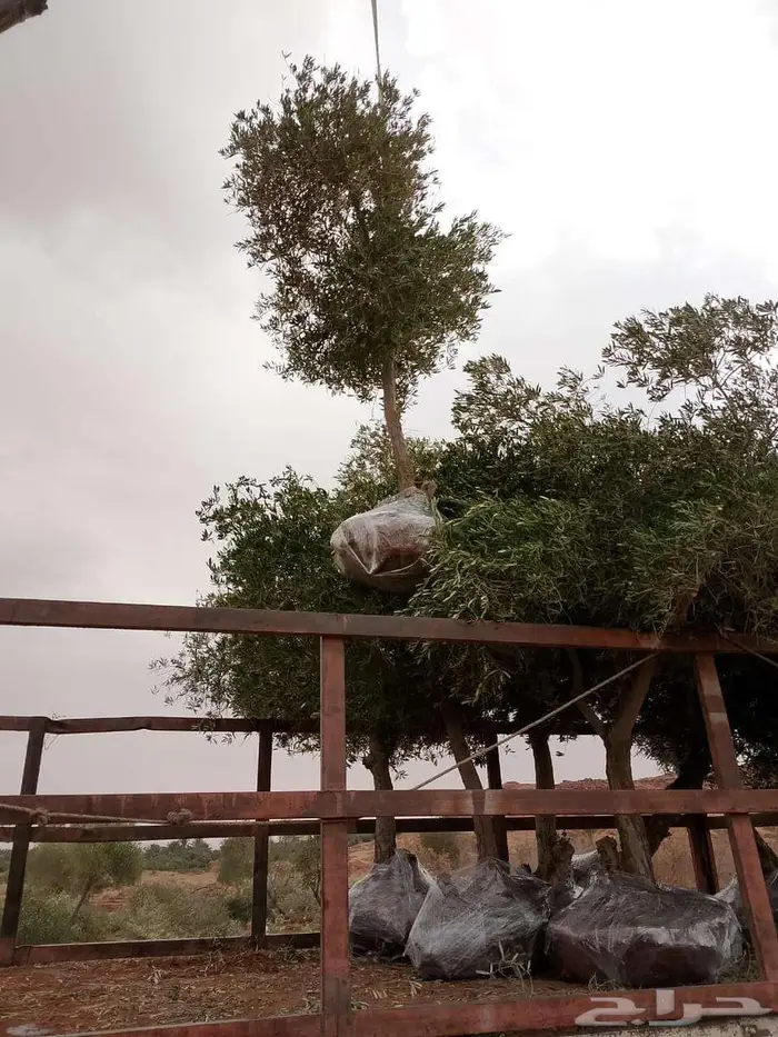 اشجار زيتون طبيعي ومثمرة اسعر خاصة للكميات 15