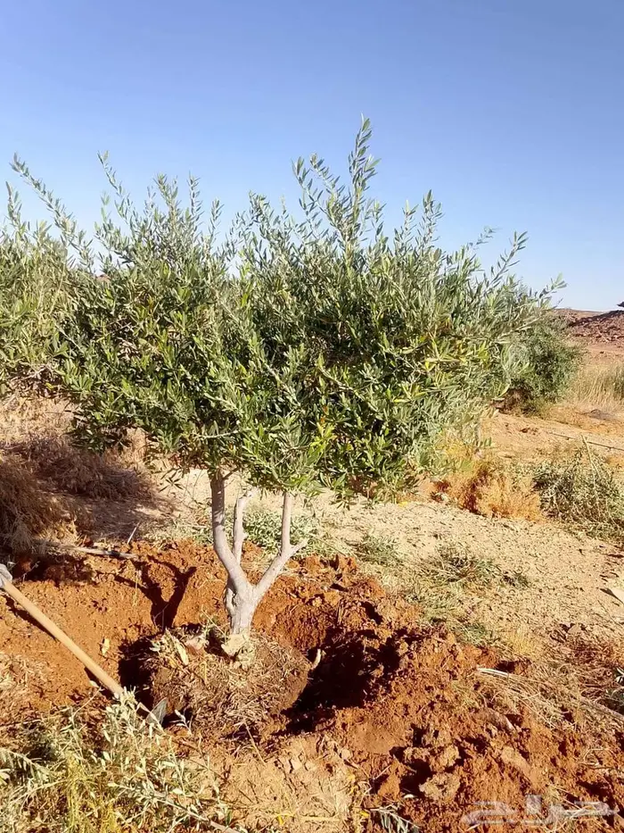 اشجار زيتون طبيعي ومثمرة اسعر خاصة للكميات 6