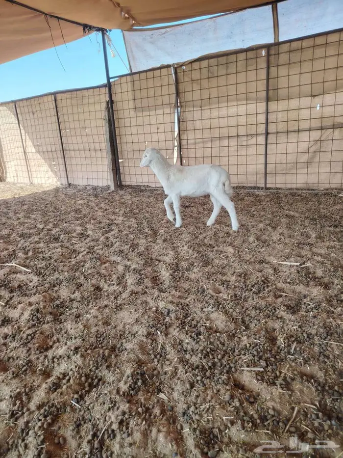 رخل حريه داغور 2