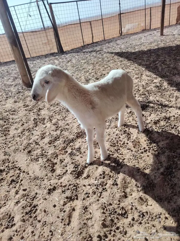 رخل حريه داغور 0