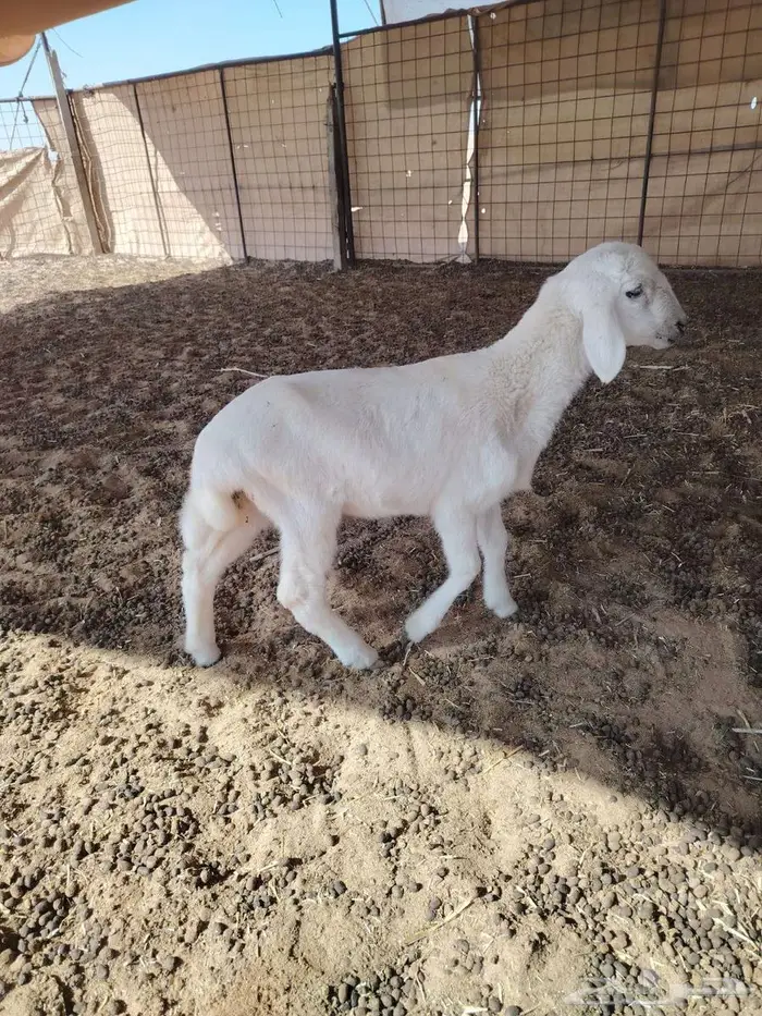 رخل حريه داغور 1