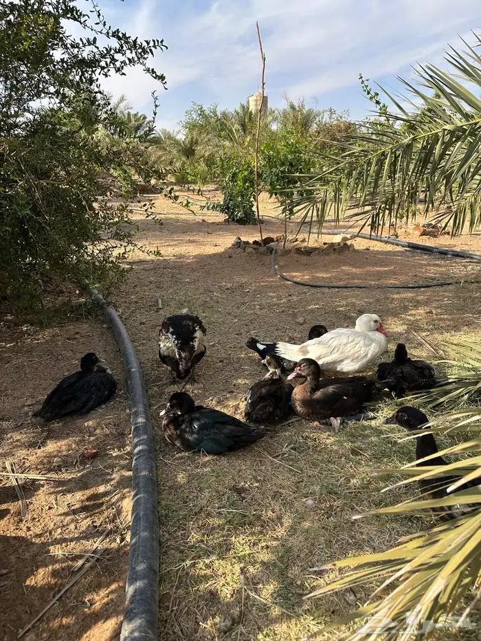 بح مسكوفي مصري 4