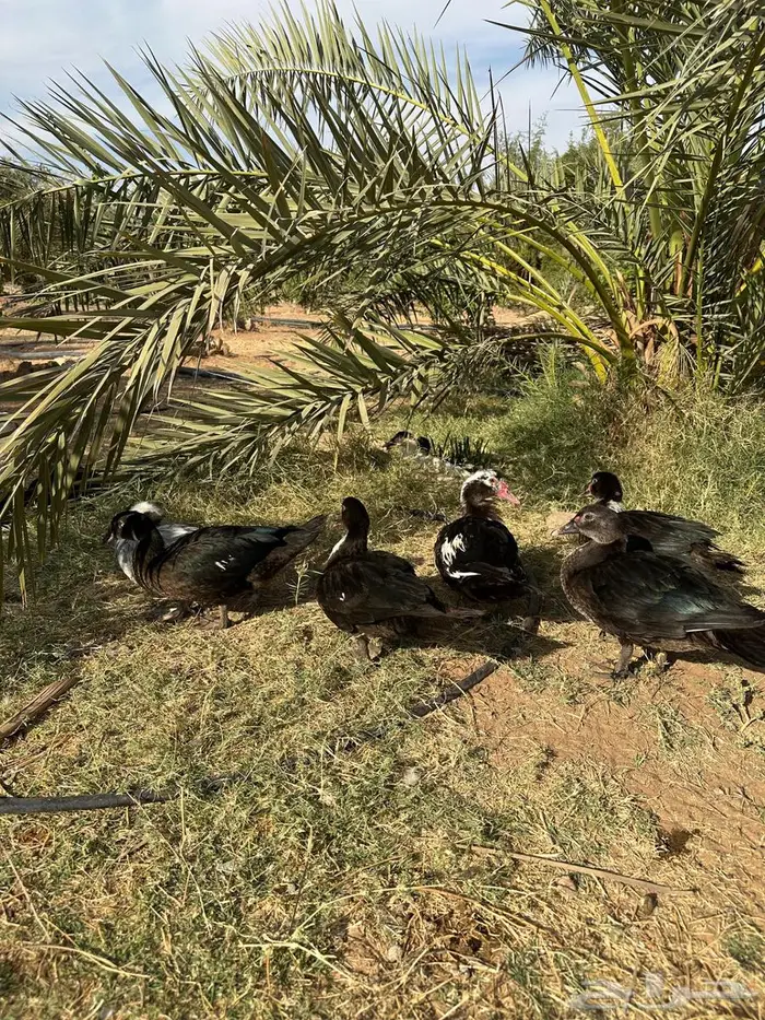 بح مسكوفي مصري 3