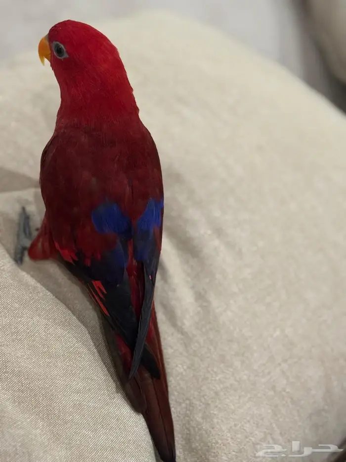 للبيع رد لوري متكلم الليف 2