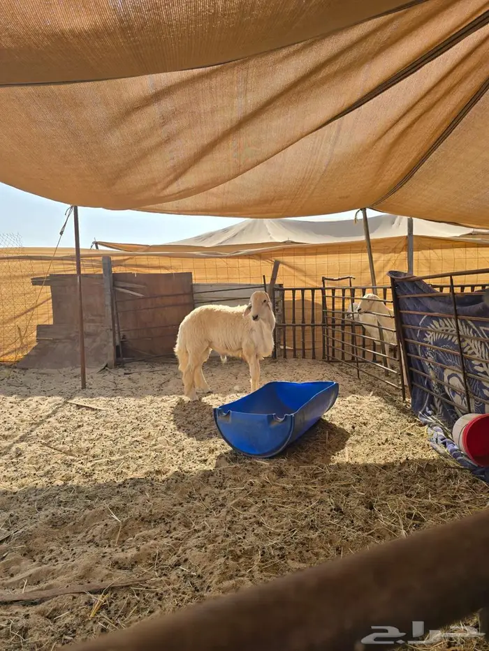 فحل حري جذع مشروط 0