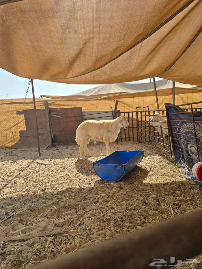 فحل حري جذع مشروط 1