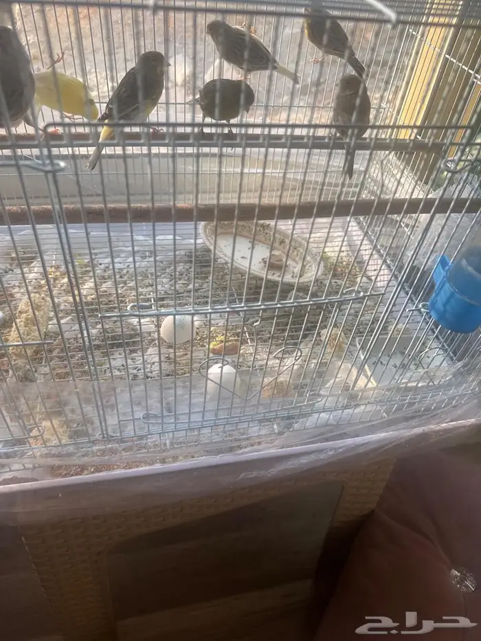 كتاري للبيع 0