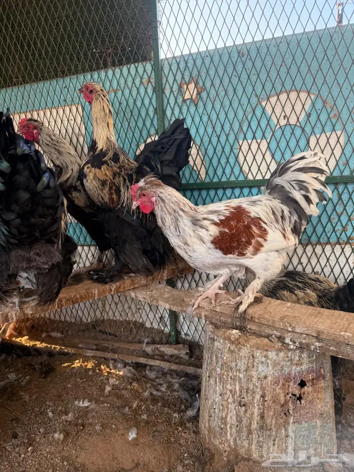 للبيع ديكة براهما وهجين براهما وبولش 1