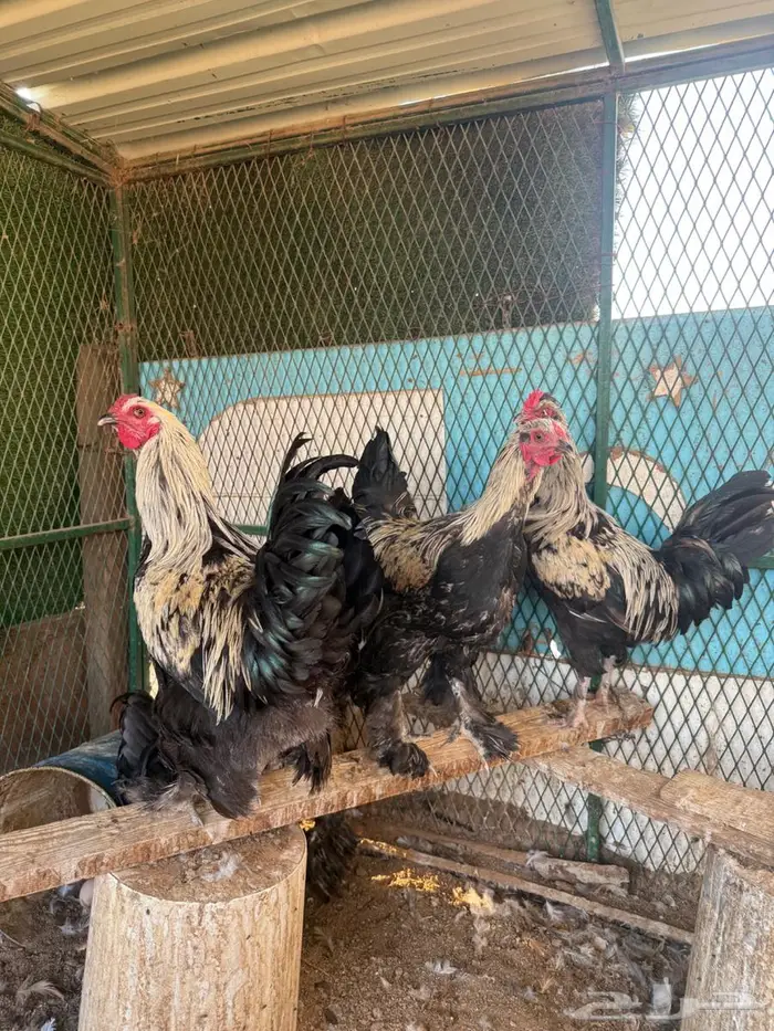 للبيع ديكة براهما وهجين براهما وبولش 0