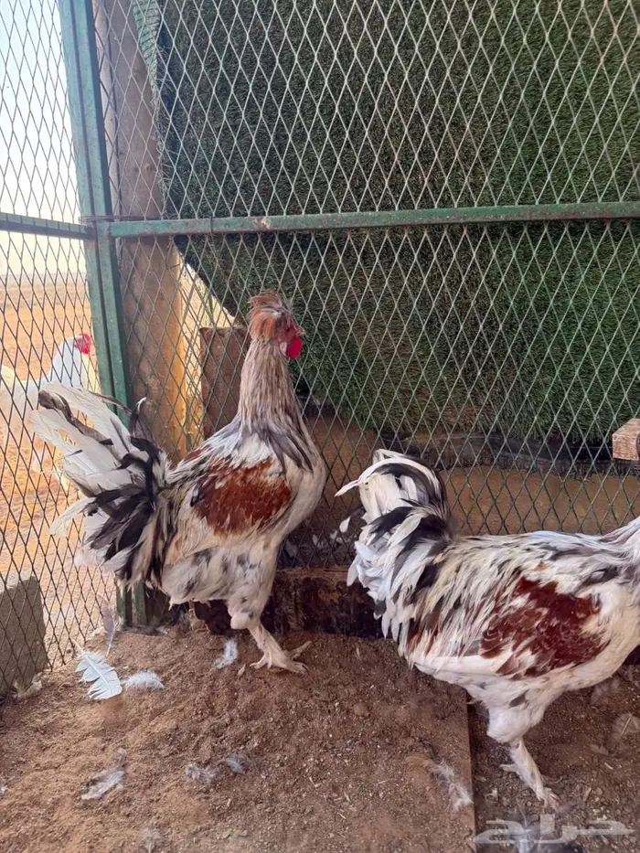 للبيع ديكة براهما وهجين براهما وبولش 2