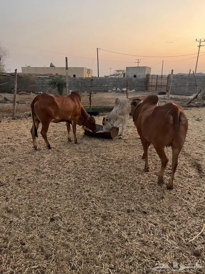 بقر للبيع 1