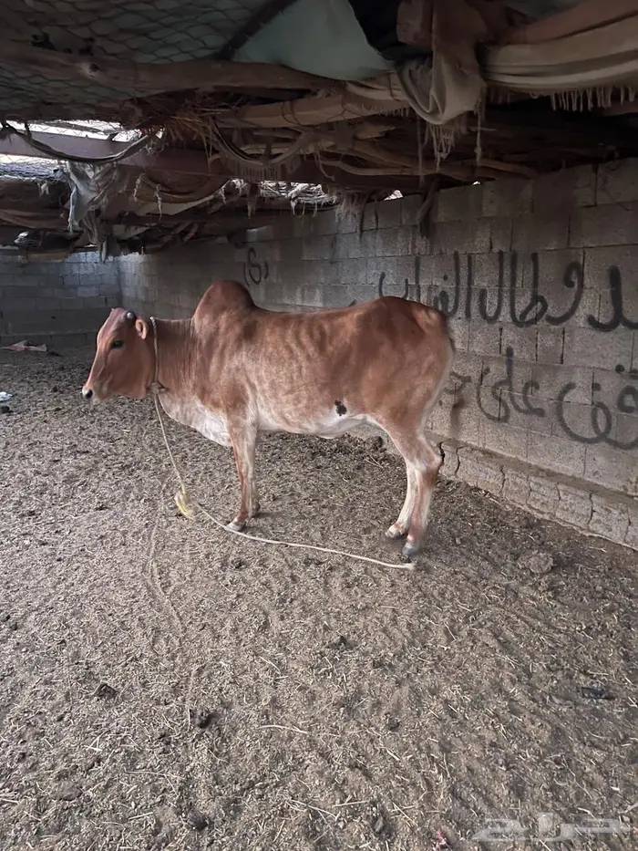 بقر للبيع 5