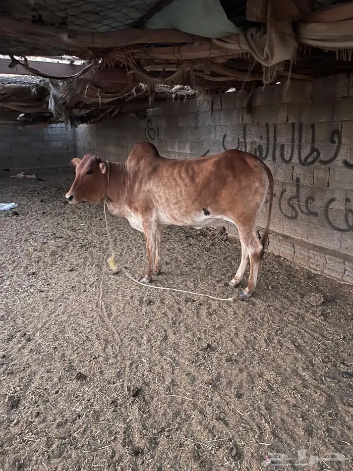 بقر للبيع 6