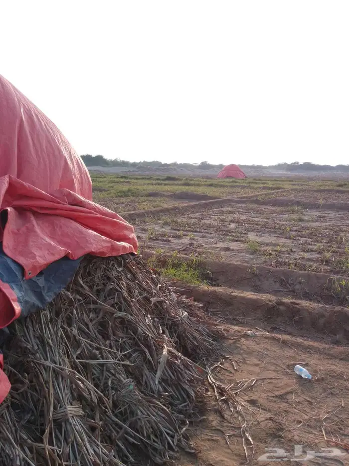 علف للبيع قص جديد 2