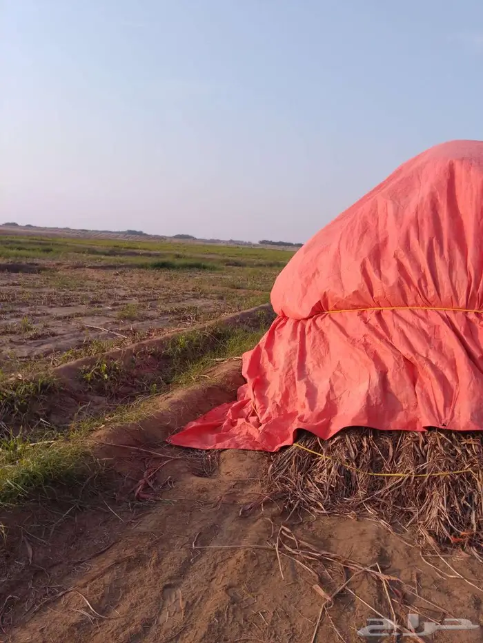 علف للبيع قص جديد 1