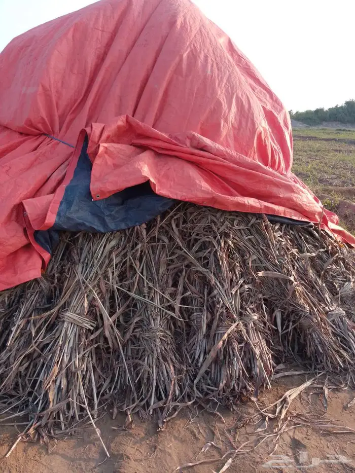 علف للبيع قص جديد 0