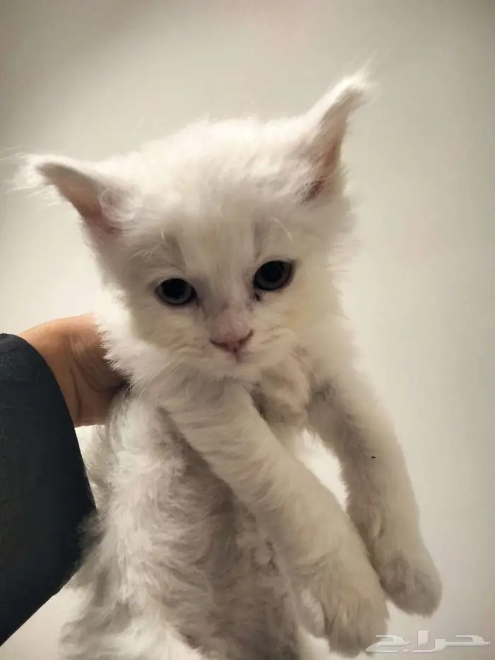 قط للبيع مع مستلزماته 2