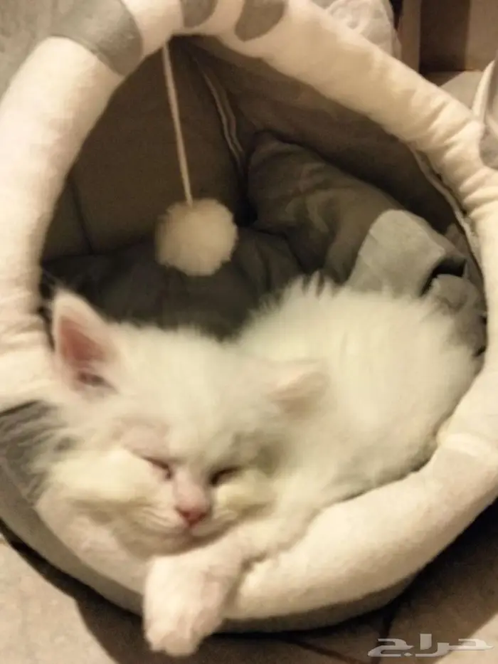 قط للبيع مع مستلزماته 1