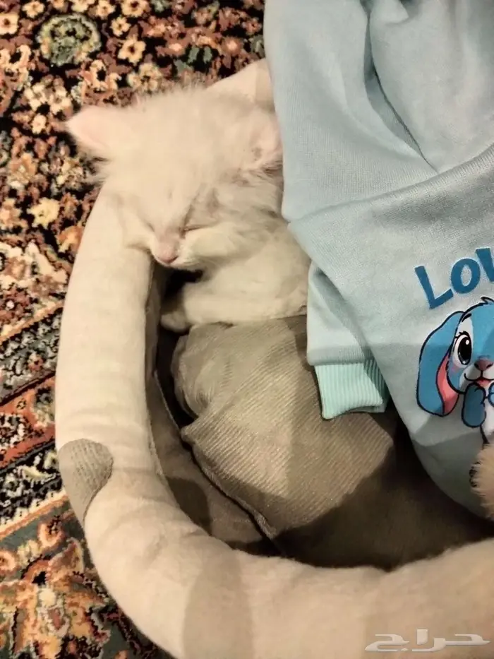 قط للبيع مع مستلزماته 0