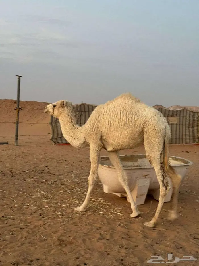 بكره اللبيع سنه مفروده 0