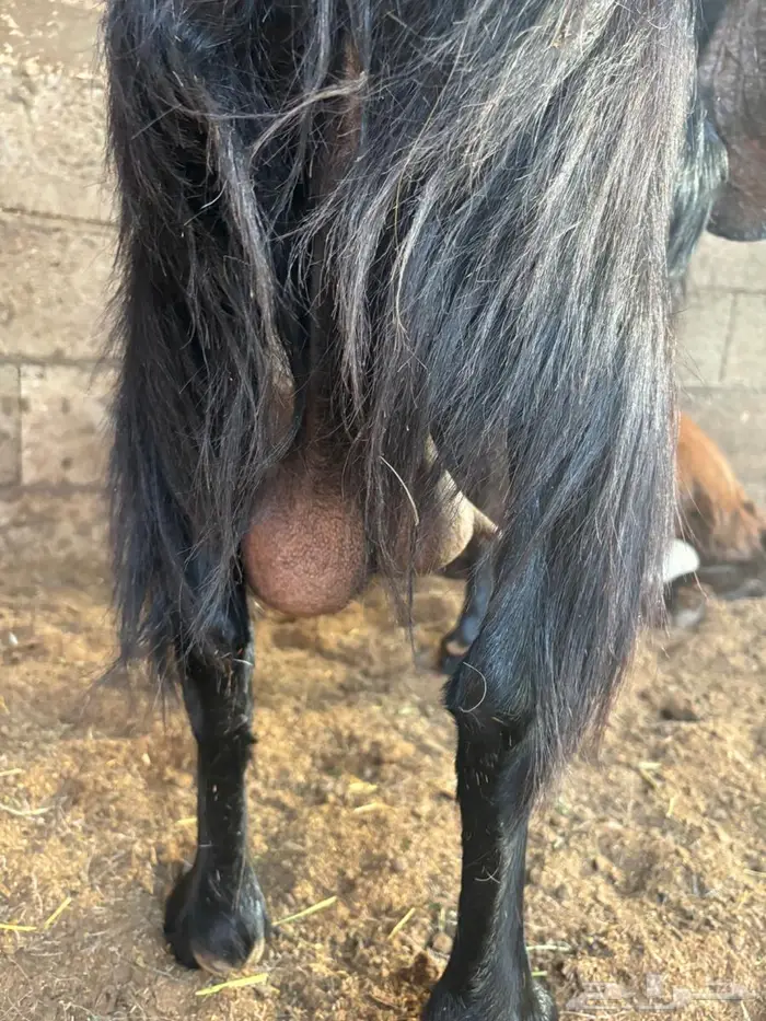 عنز مشروكه حصيب 0