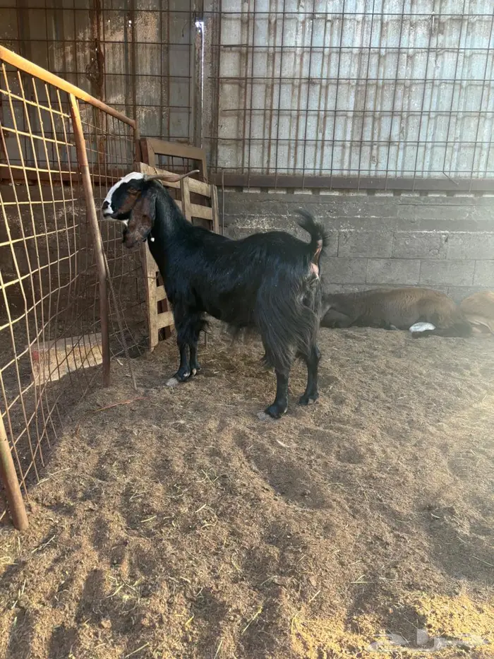 عنز مشروكه حصيب 1