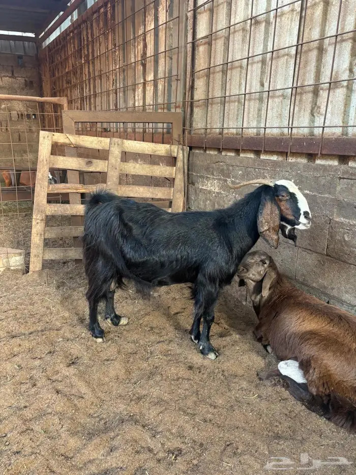 عنز مشروكه حصيب 2