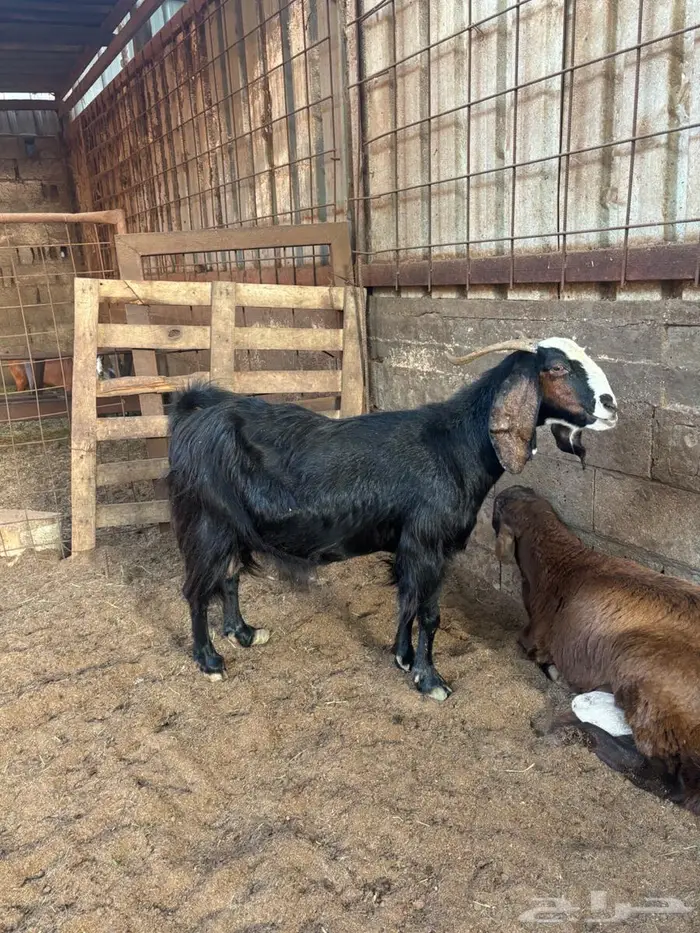 عنز مشروكه حصيب 3