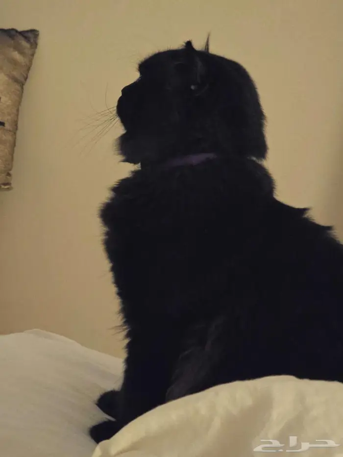 اعلان ضياع قط اسود شيرازي 2