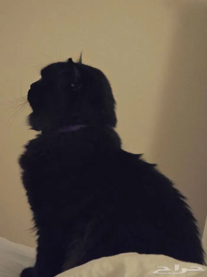 اعلان ضياع قط اسود شيرازي 3