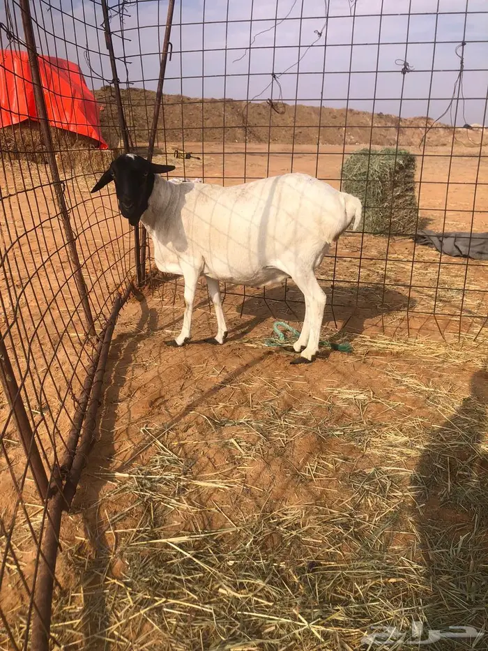 شياة برابر 1