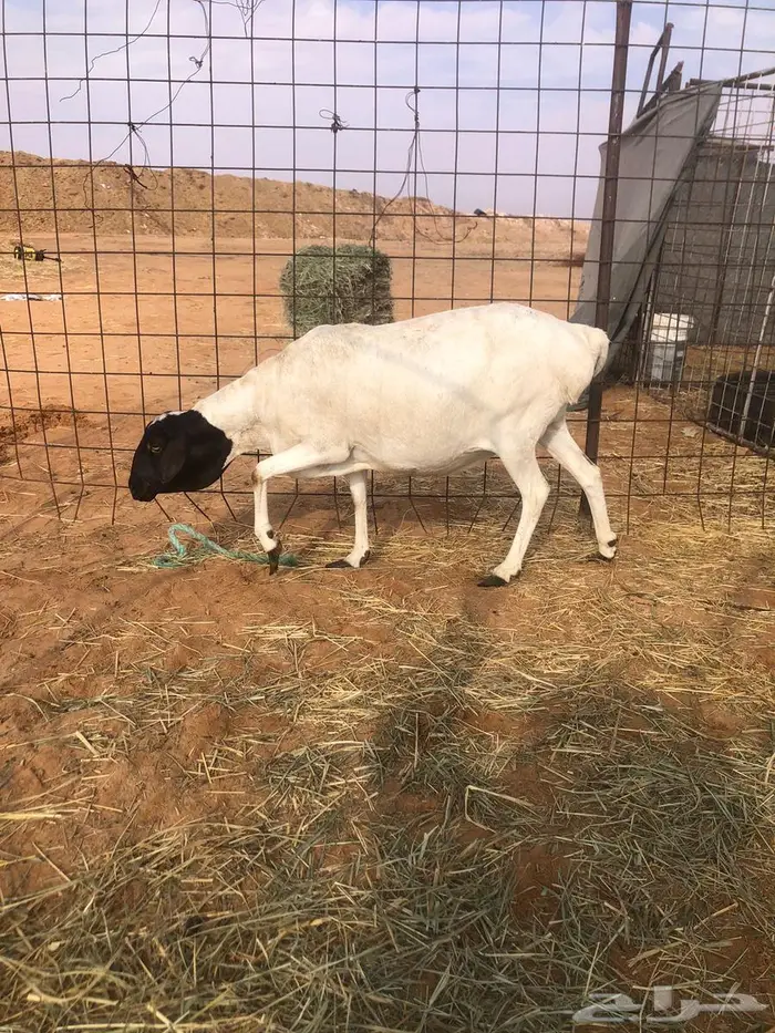 شياة برابر 0