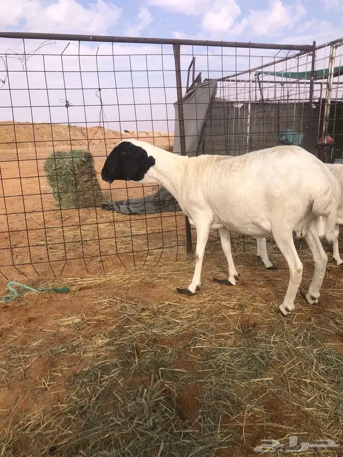 شياة برابر 5