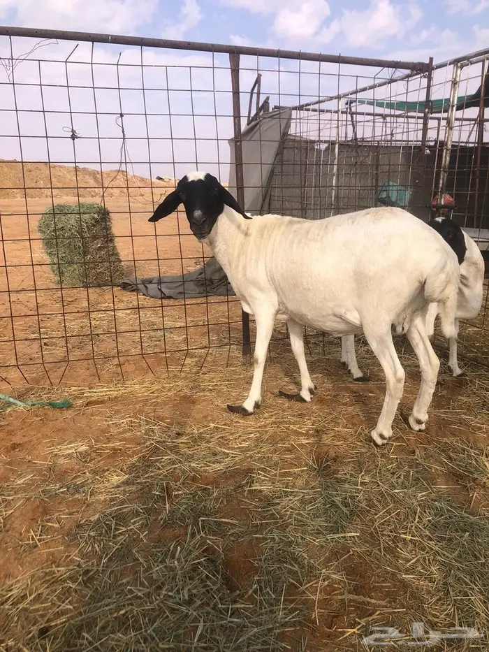 شياة برابر 4