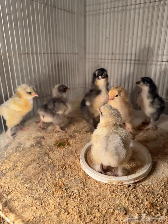 صوص براهما للبيع 1